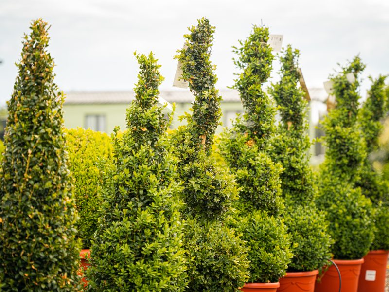 Trees at LovePlants