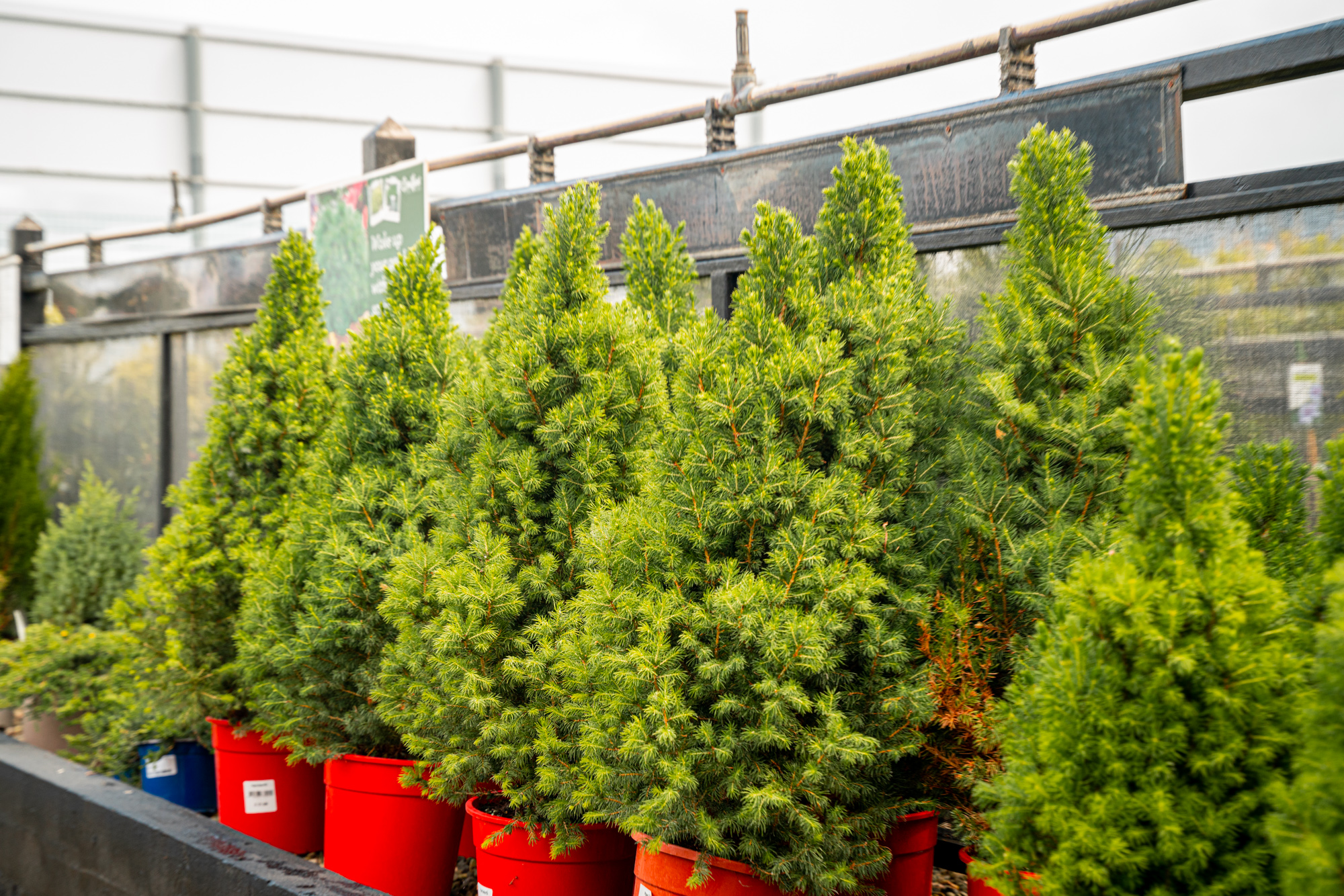 Care for your Christmas Tree. LovePlants