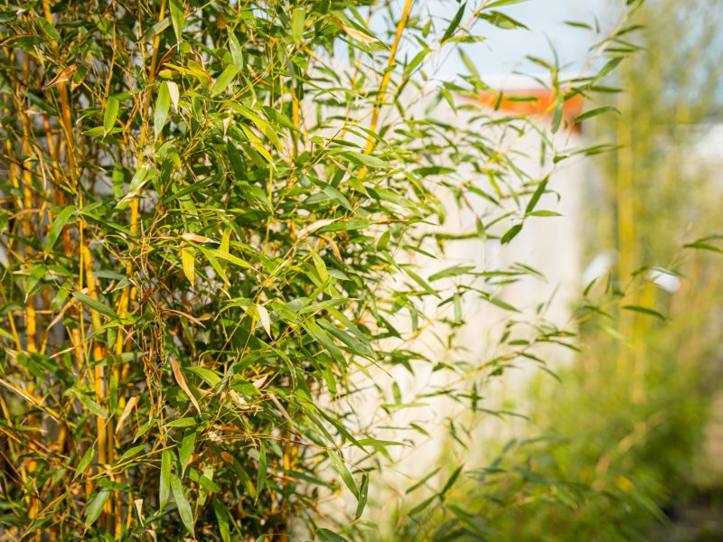 Guide to Growing Bamboo