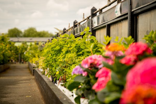 Plant centre Shrewsbury