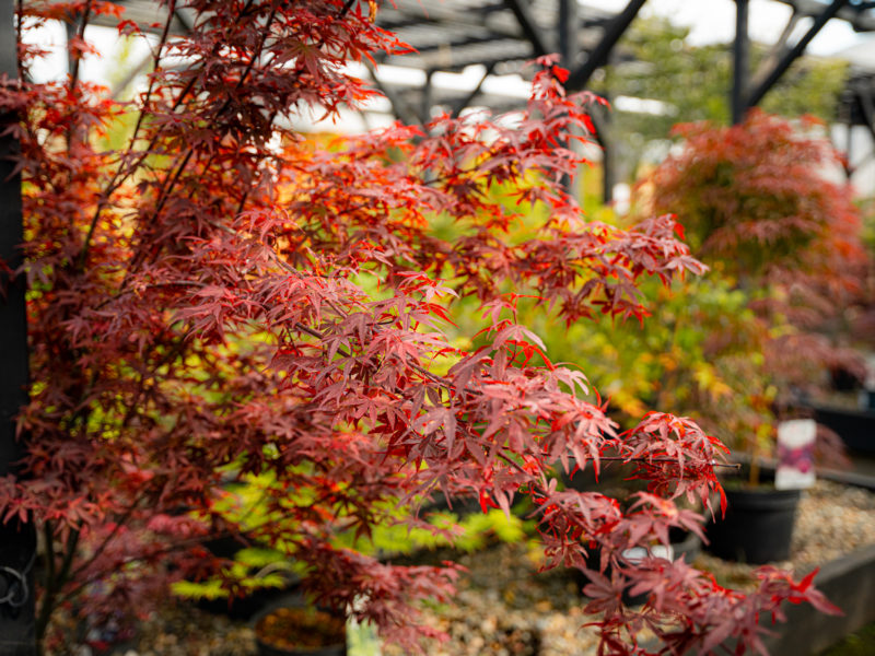 Garden Plants Shrewsbury