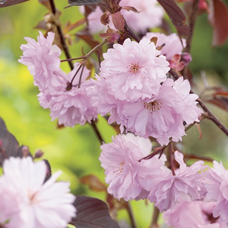 Gardening | Ornamental Cherry Tree