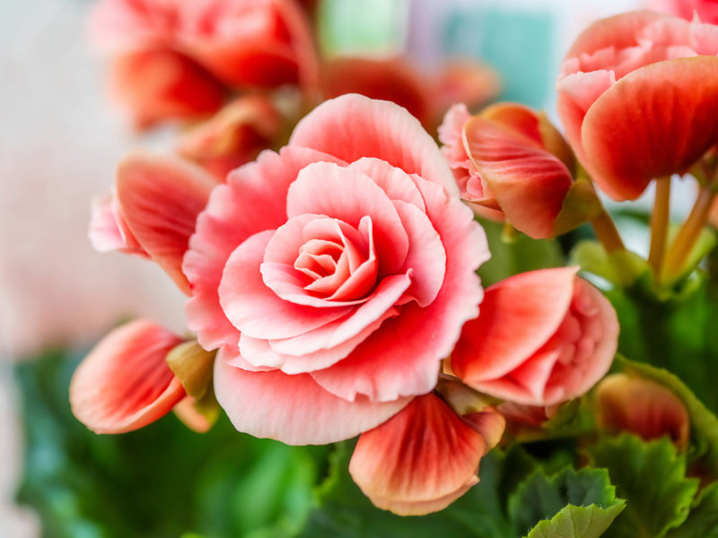 Begonia Summer Bedding Plant | LovePlants