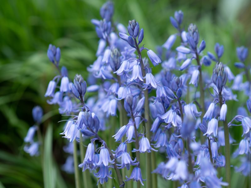 Bluebells Bulbs & Seeds | LovePlants