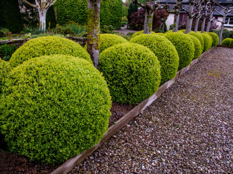 Buxus Topiary | LovePlants