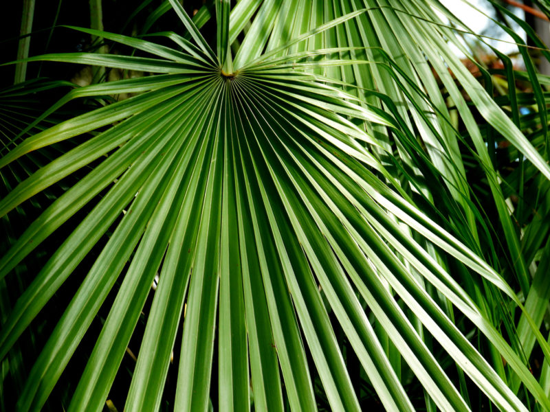 Chamaerops Palm Trees | LovePlants