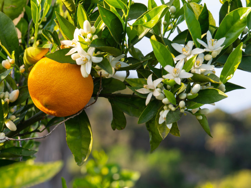 Fruit Blossom | LovePlants