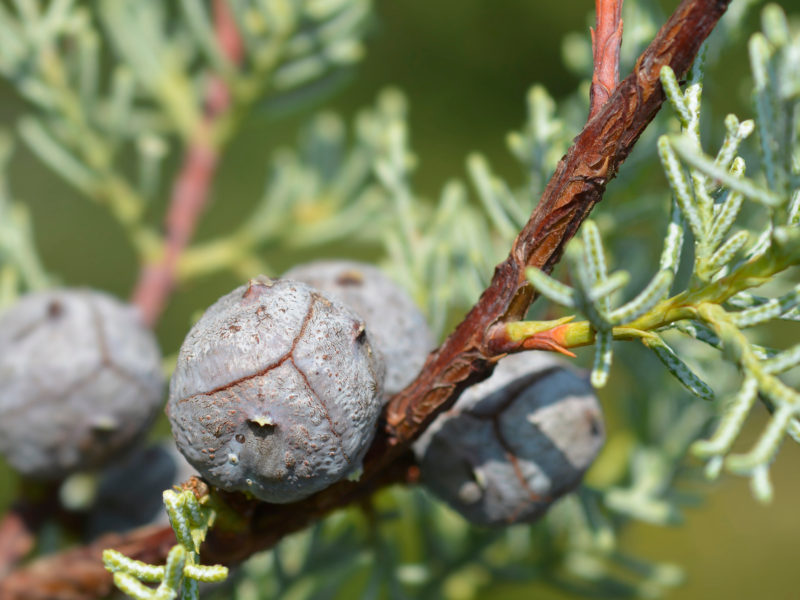 Cupressus Conifer | LovePlants