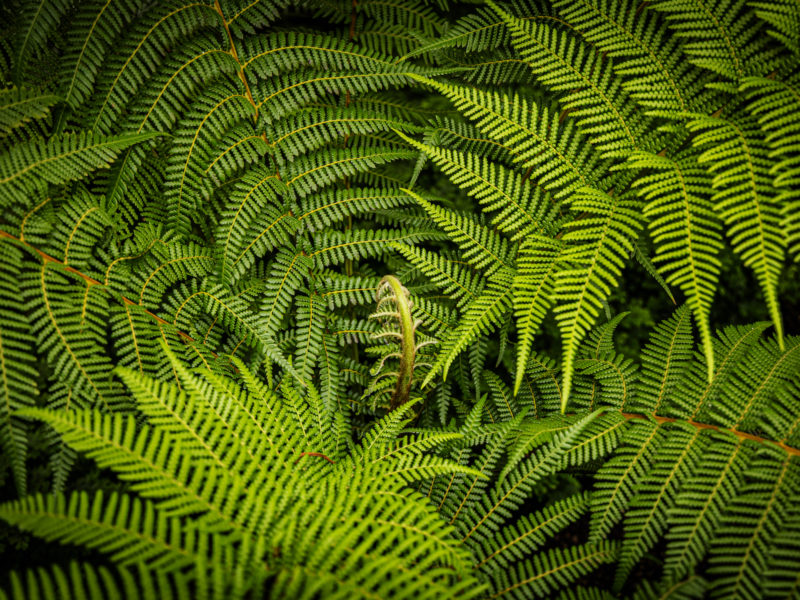 https://www.love-plants.co.uk/wp-content/uploads/2022/08/dicksonia-antarctica-tree-fern-800x600.jpg