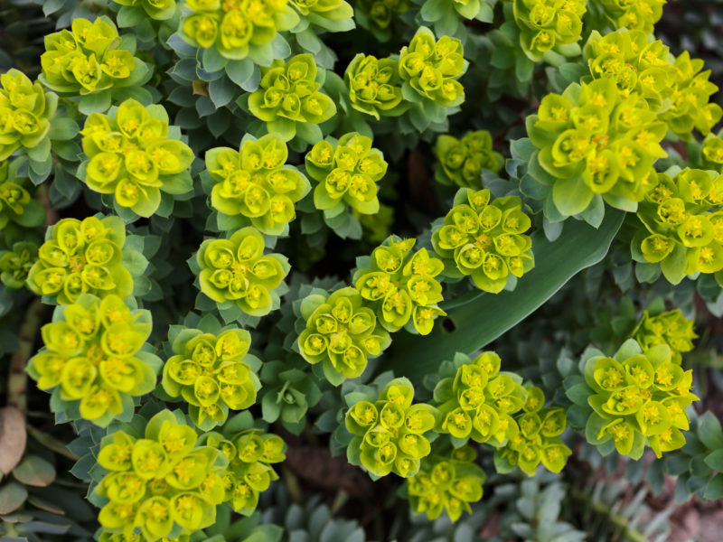 Euphorbia Herbaceous Perennial | LovePlants