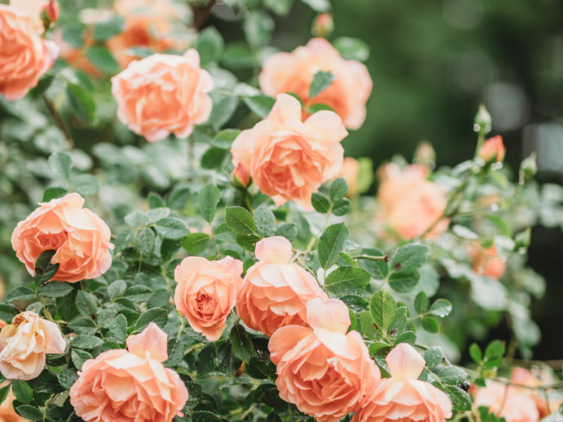 Floribunda Rose | LovePlants