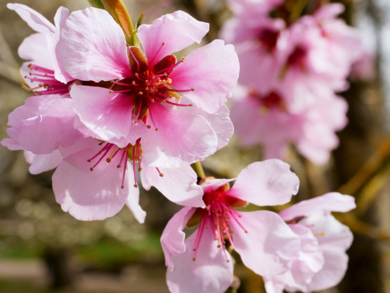 Ornamental Cherry trees with their 'Blushing pink blossoms'