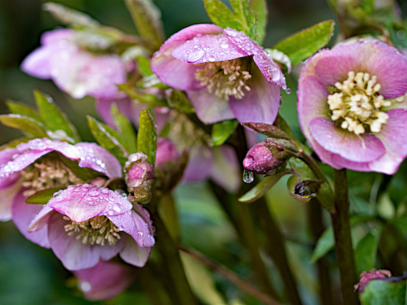 Hellebore Herbaceous Perennial | LovePlants