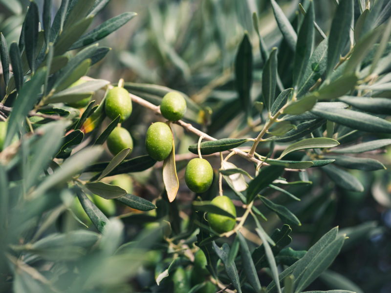 Hojiblanca Olive Trees | LovePlants