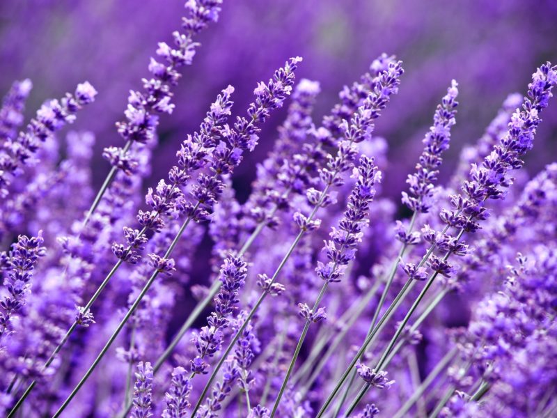 Lavender Shrubs | LovePlants