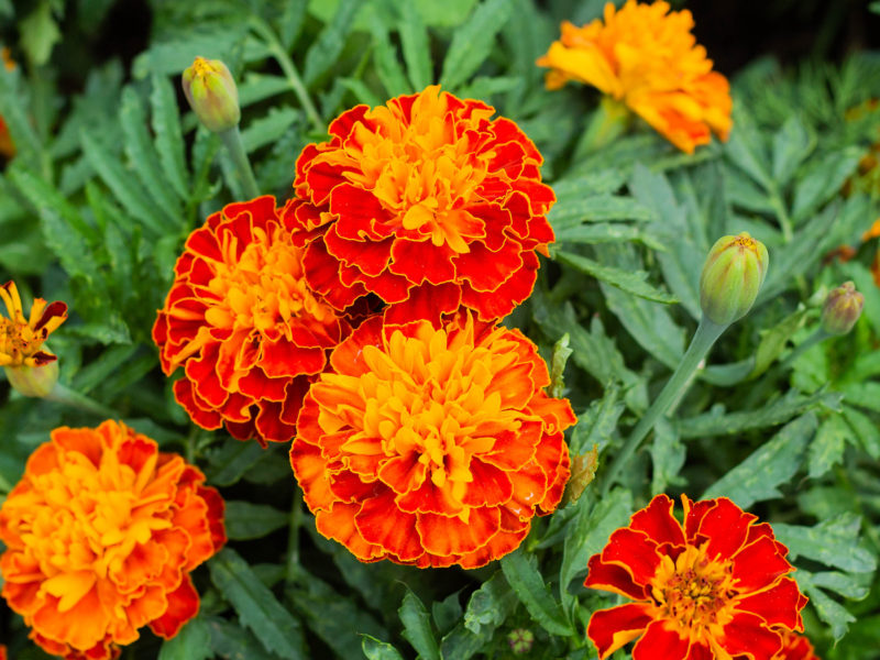 Marigold Summer Bedding Plant | LovePlants