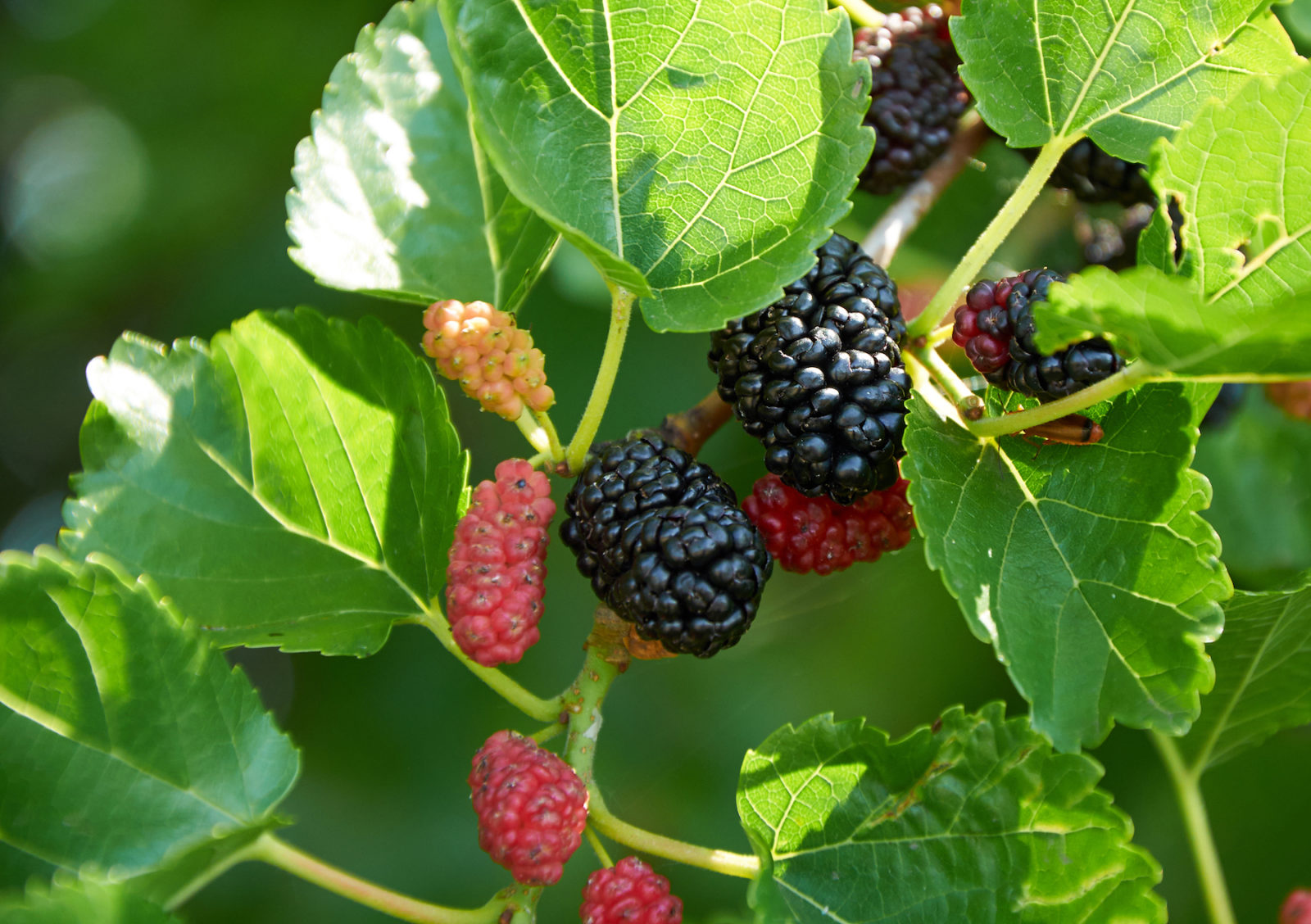 Mulberry Tree Fruit Trees | LovePlants