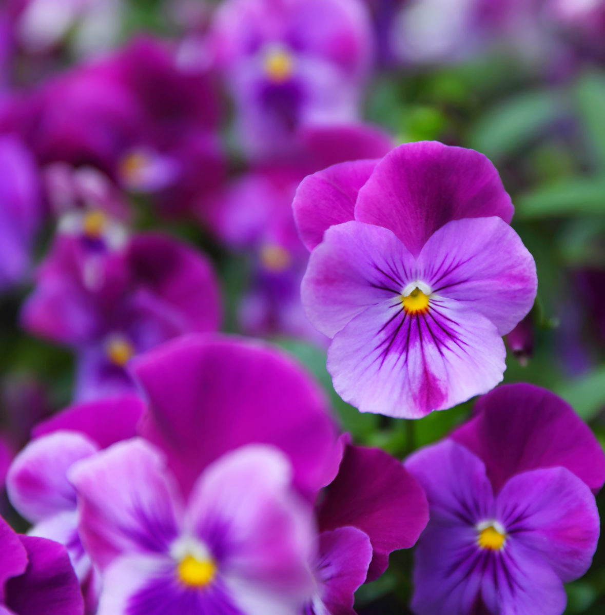 Winter Bedding Plants LovePlants Winter Garden Plants