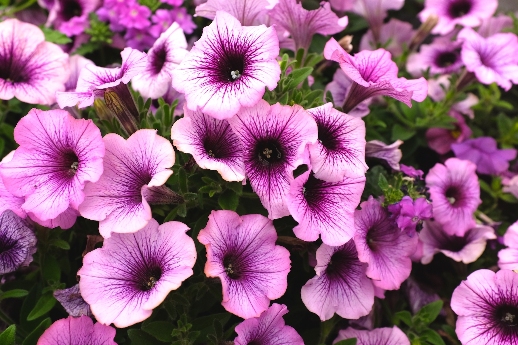 Bedding Plants LovePlants Plant Centres in Shropshire