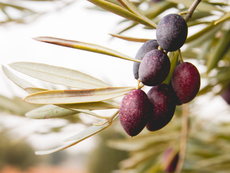 Guide to Growing Olives