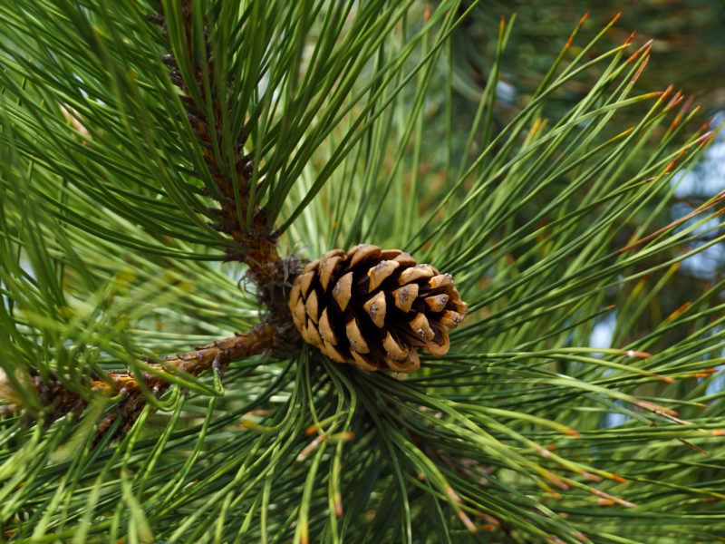 Pine Conifer | LovePlants
