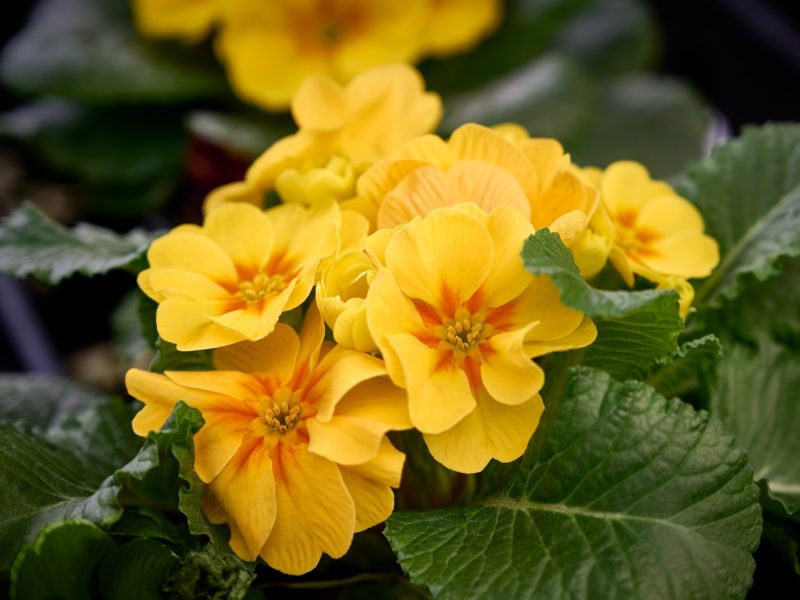 Primula Herbaceous Perennial | LovePlants