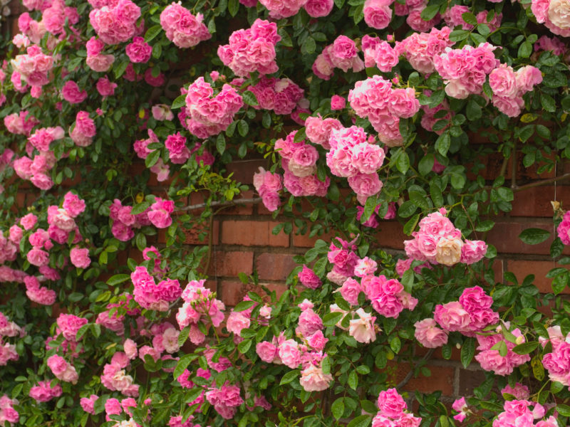 Rambler Roses | LovePlants