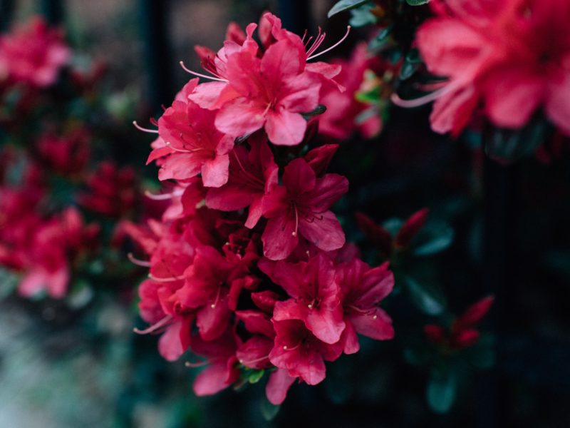 Rhododendron | LovePlants