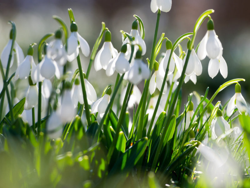 Snowdrops | LovePlants