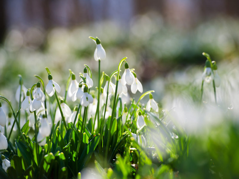 Winter Interest in the Garden