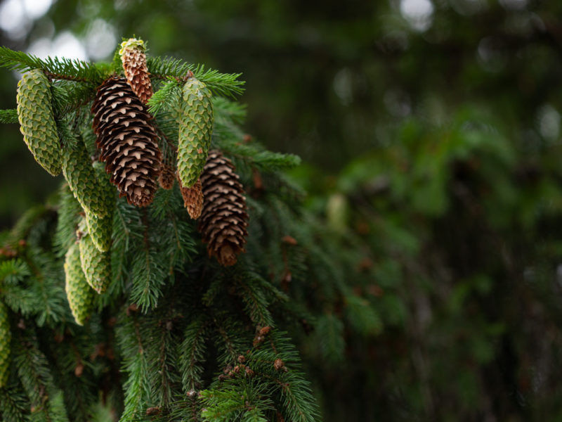 Spruce Conifer | LovePlants