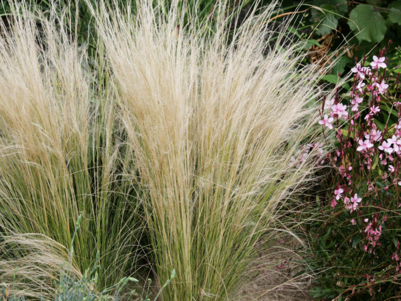 Stipa Grasses | LovePlants