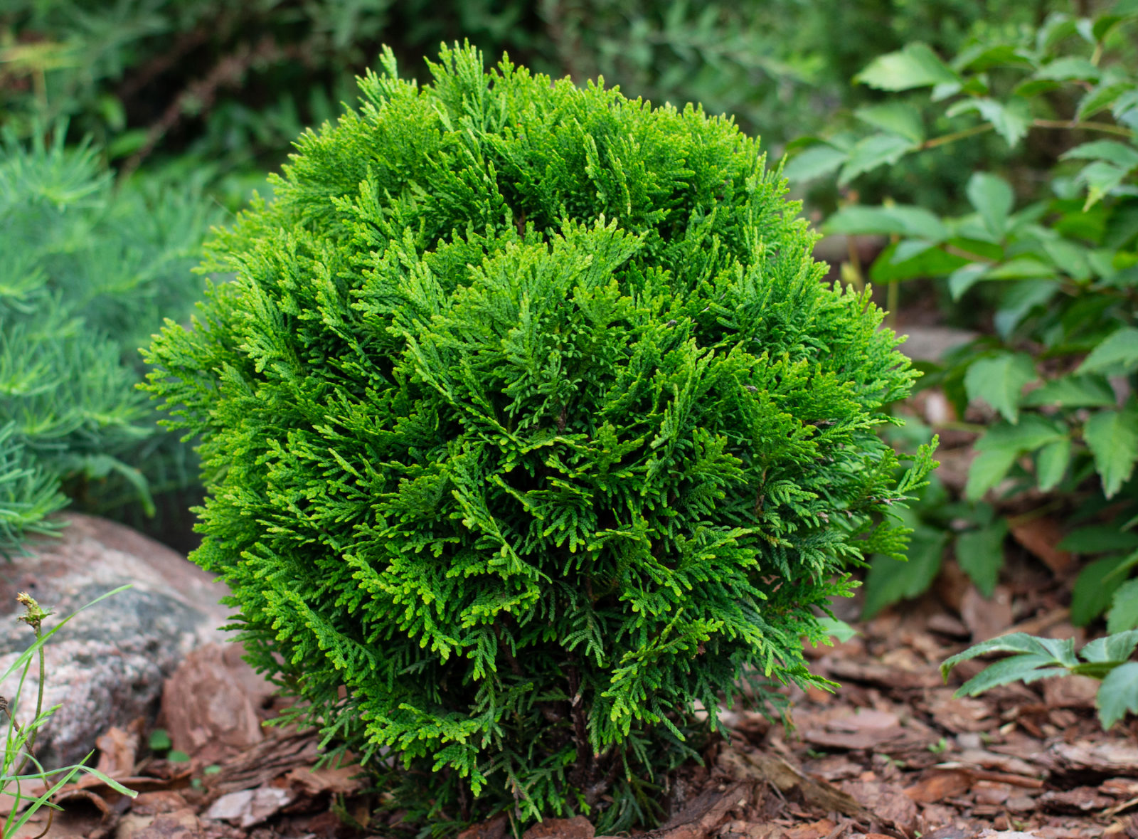 Thuja Topiary | LovePlants