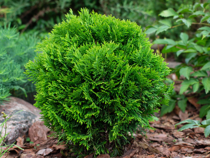 Thuja Topiary | LovePlants