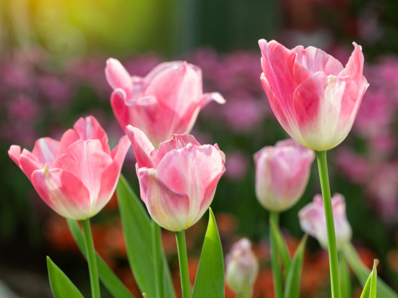 Tulips | LovePlants
