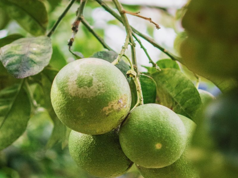 Walnut Tree | LovePlants