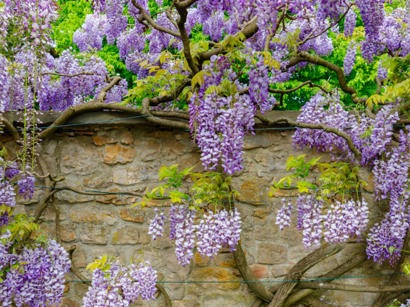 https://www.love-plants.co.uk/wp-content/uploads/2022/08/wisteria-2-800x600.jpg