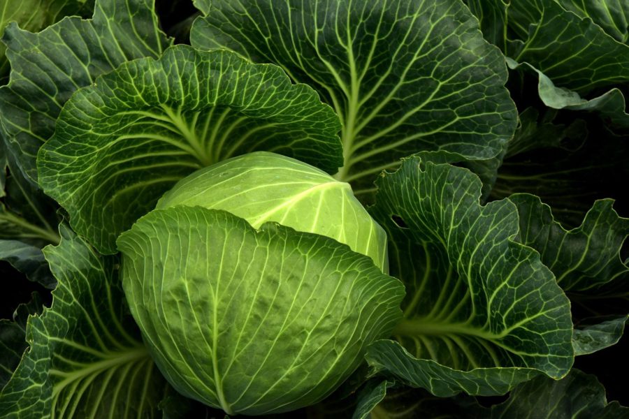 Love Plants | Cabbage