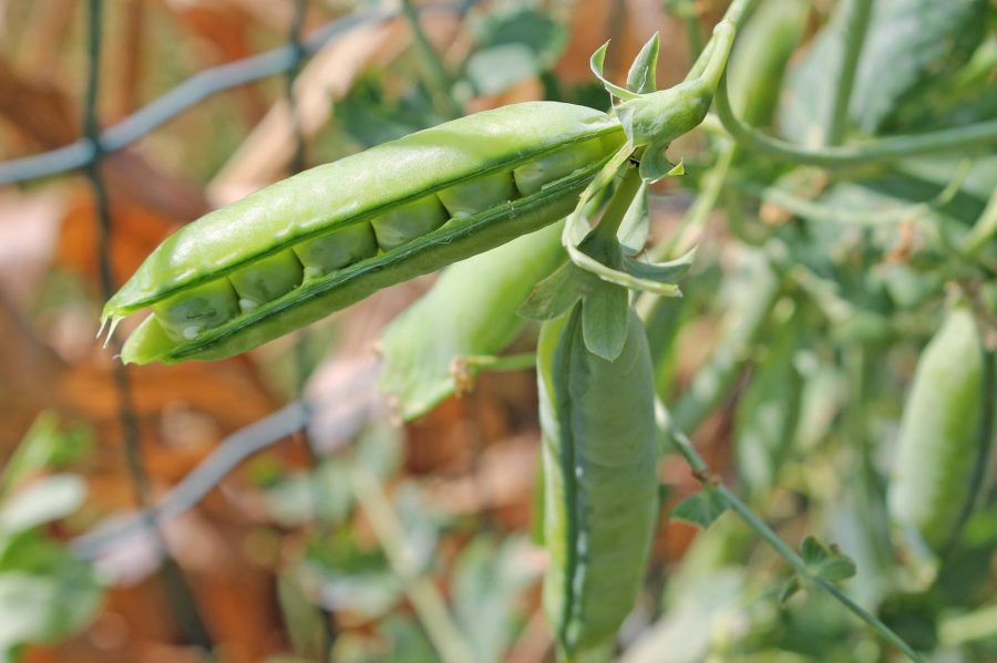 Love Plants | Peas