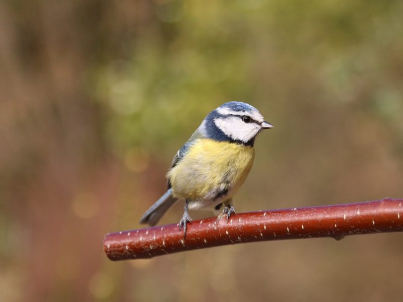 Introduction to Wildlife Gardening