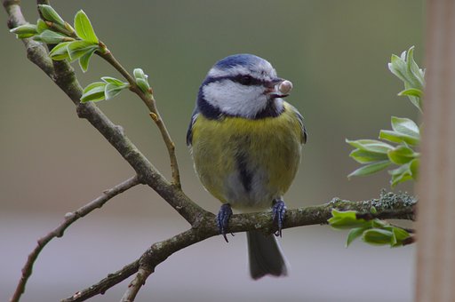 Bluetit | Garden Wildlife