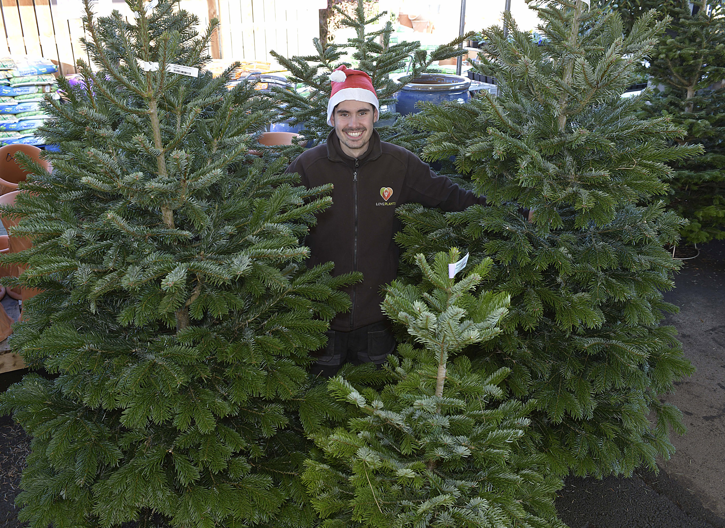 Real Christmas Trees & Wreaths LovePlants Shrewsbury