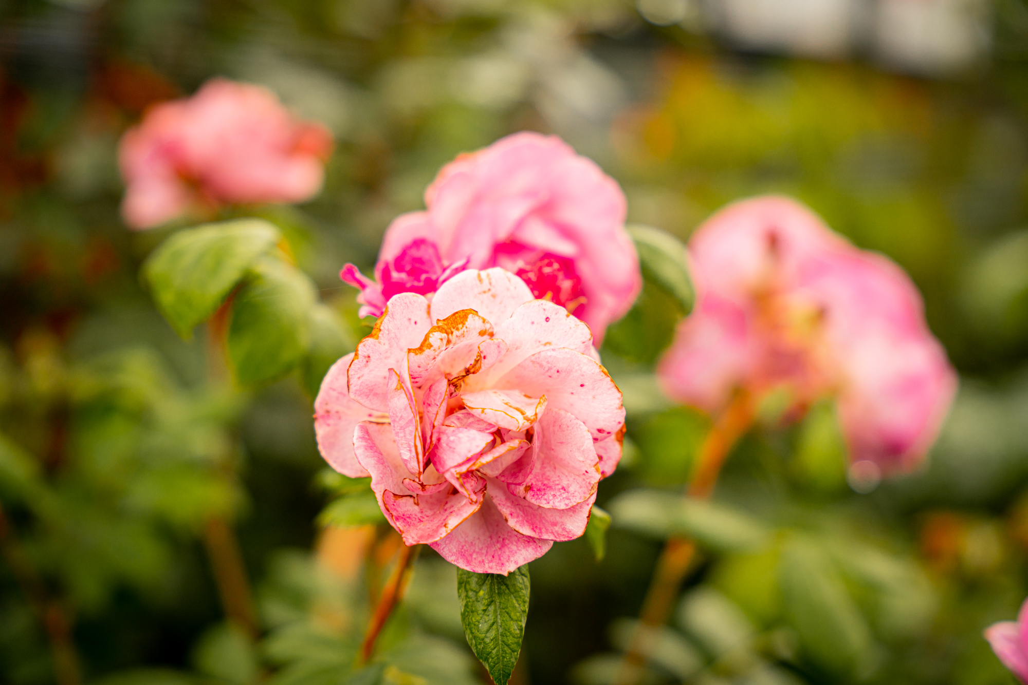 How to use Roses in the Garden LovePlants