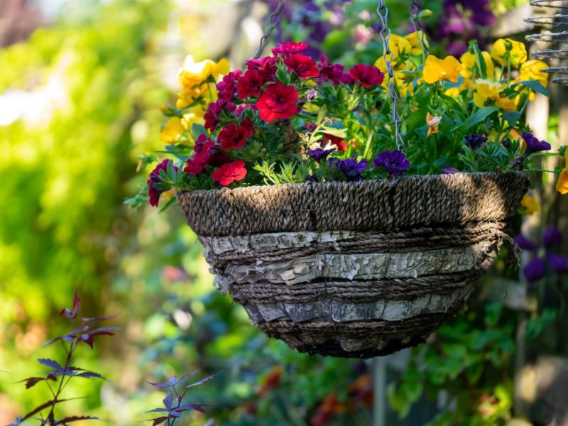 5 Tips to Create a Summer Hanging Basket