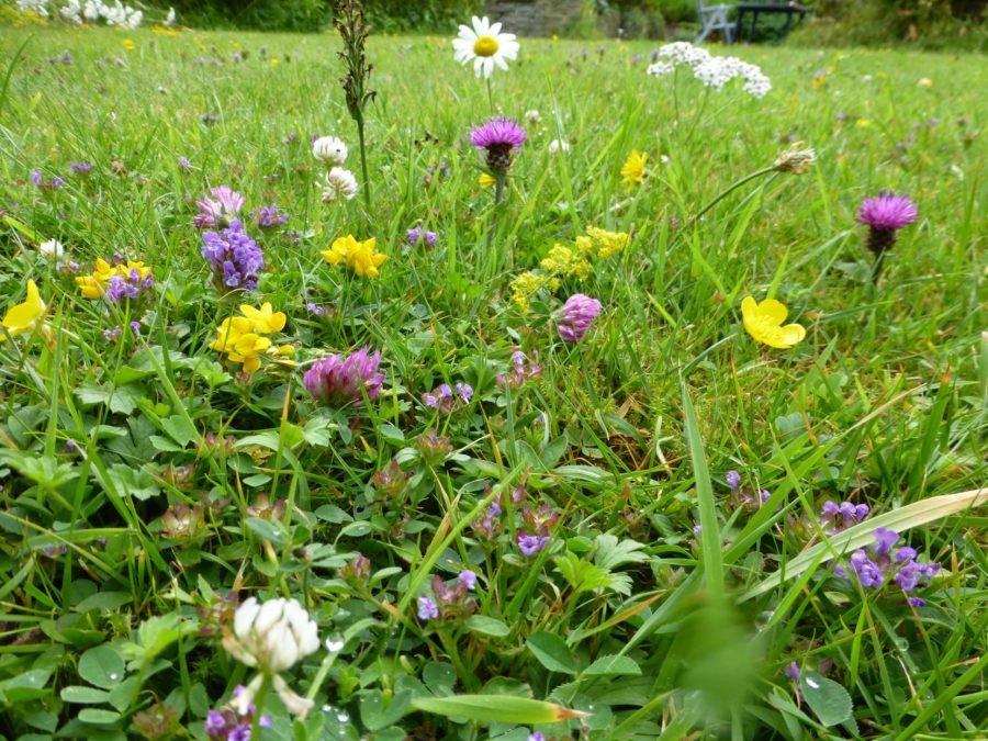 No Mow May guide, wildflowers | LovePlants