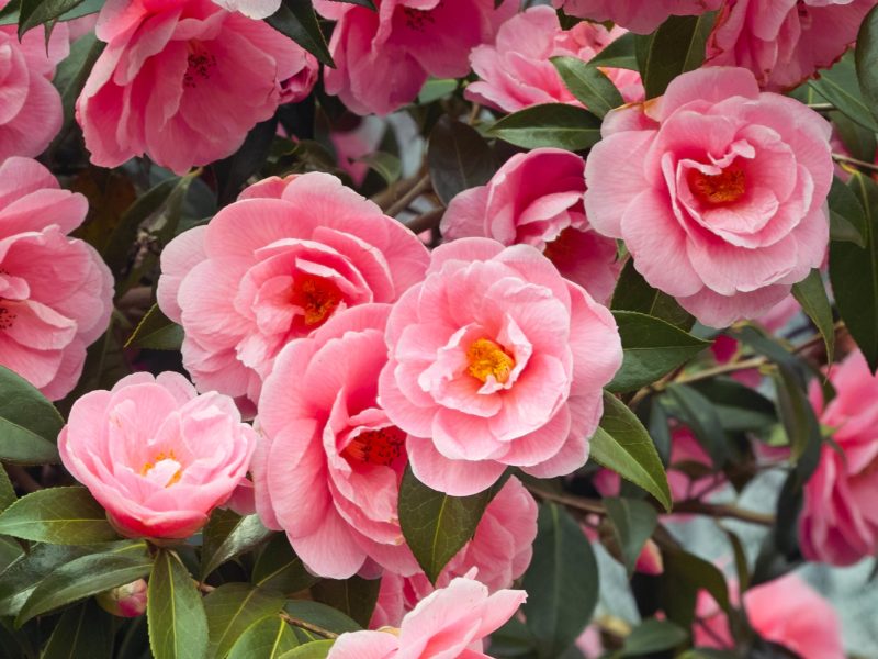 March Plant of the Month: Camellia