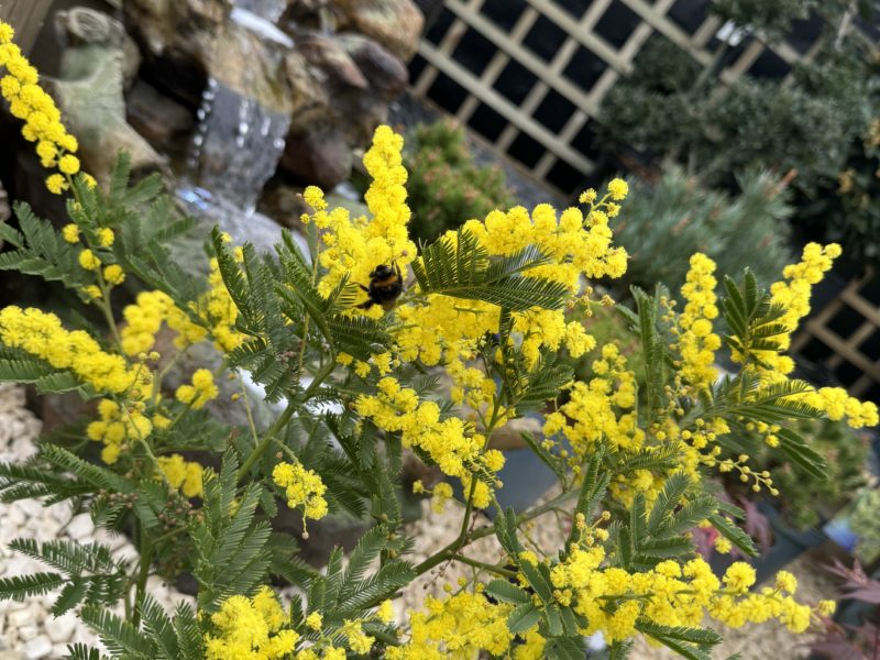 April Plant of the Month: Mimosa Tree