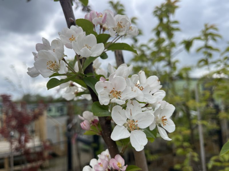 May Plant of the Month: Crab apple