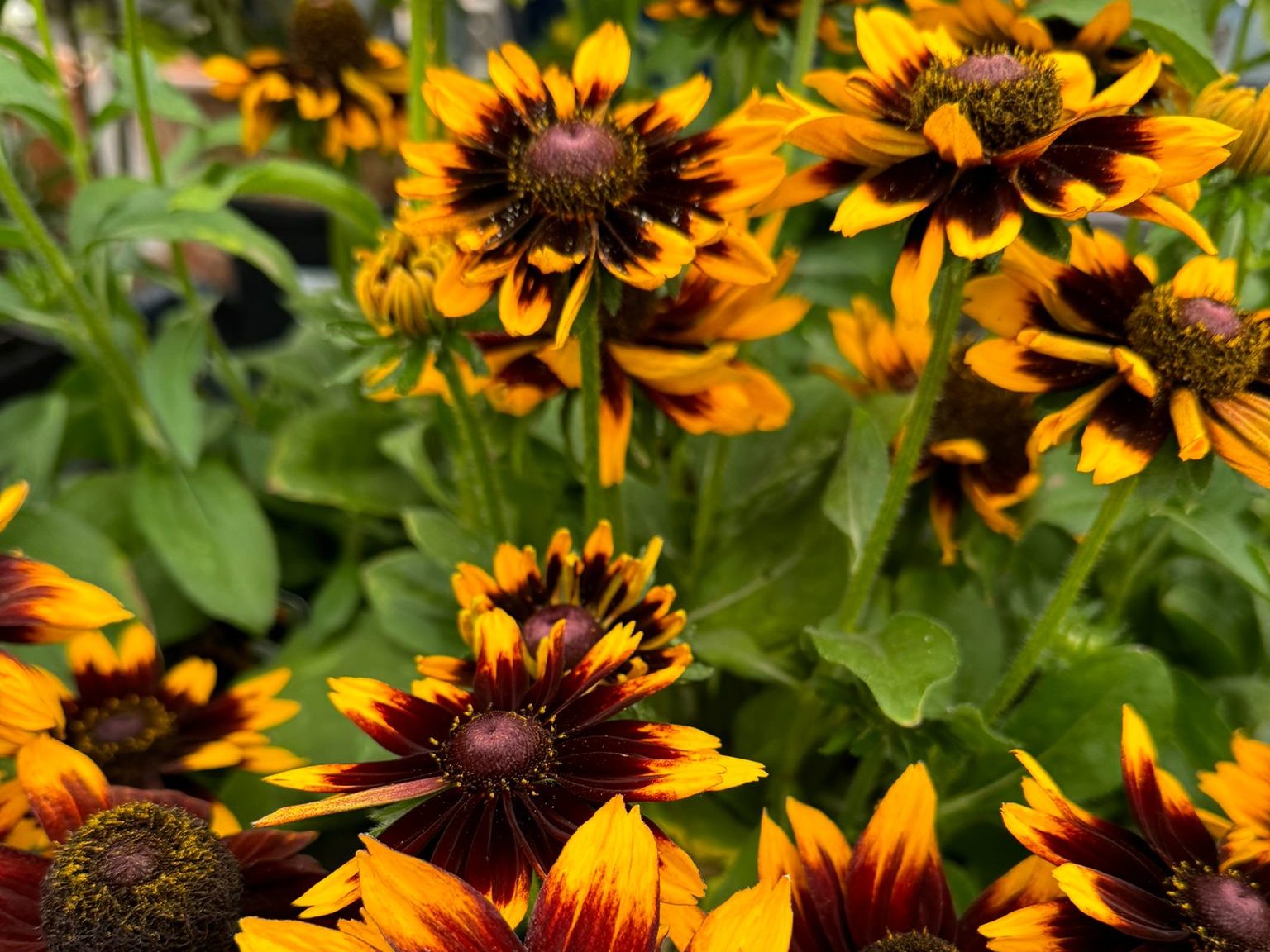 Love-Plants-Plant-of-the-Month-August-Rudbeckia-aspect-ratio-800-600